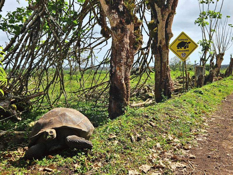 Schildkröte vor Warnschild auf Santa Cruz