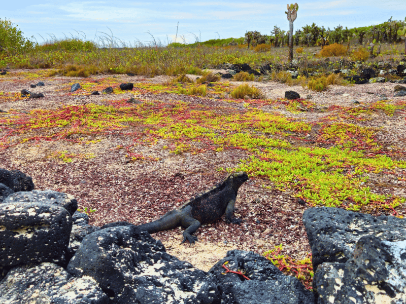 Iguana auf Galapagos