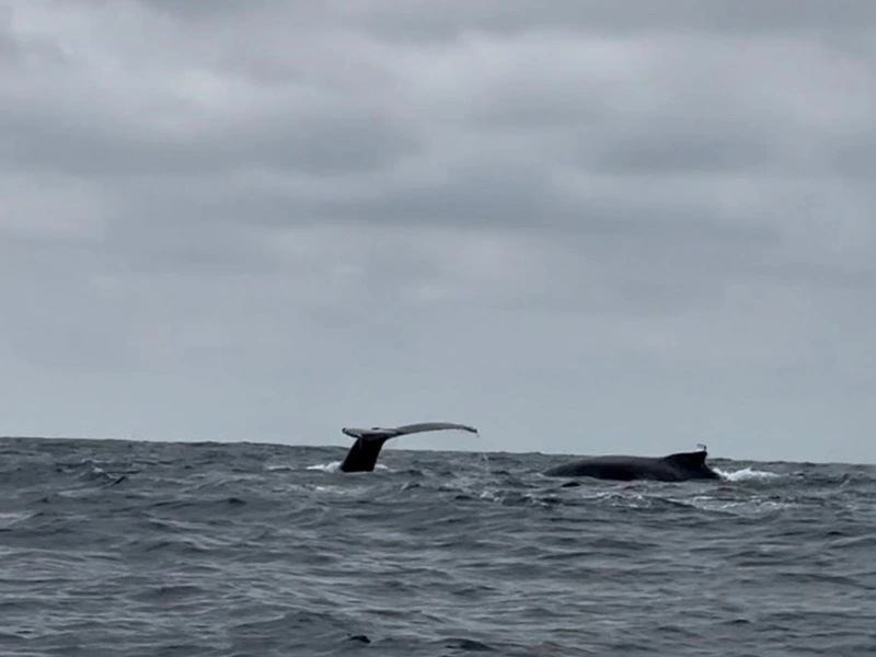 Wale an der Isla de la Plata