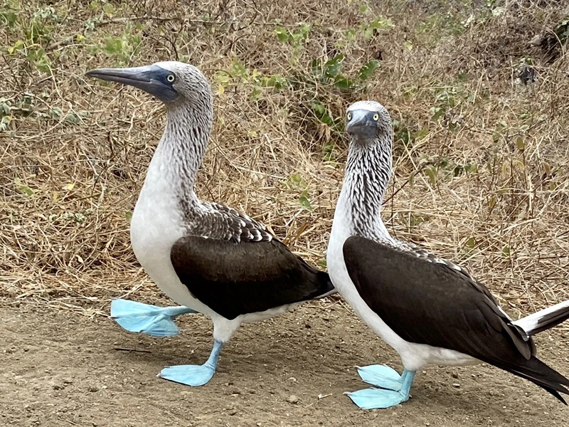Blaufusstölpel auf der Isla de la Plata