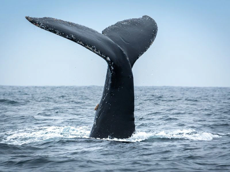 Wal im Wasser bei Puerto Lopez, Ecuador