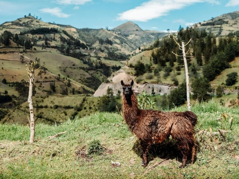 Lama in Ecuador