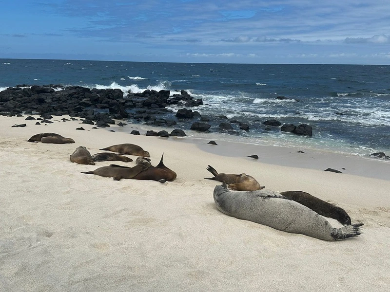 Seelöwen bei Mosquera
