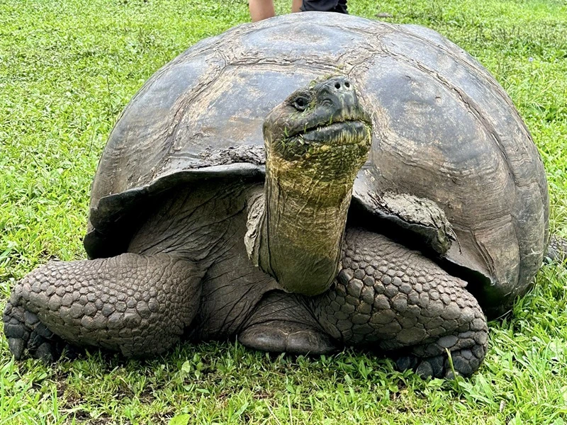 Riesenschildkröte bei El Chato, Ecuador