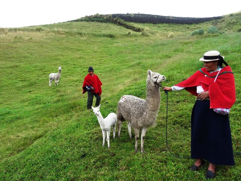 Frau mit Alpaka bei La Esperanza