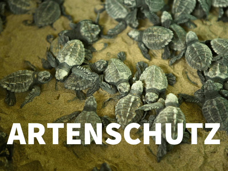 Artenschutz und Biodiversität bei erlebe, Bild mit Schildkrötenbabys