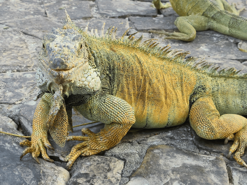 Iguana im Iguana-Park in Guayaquil