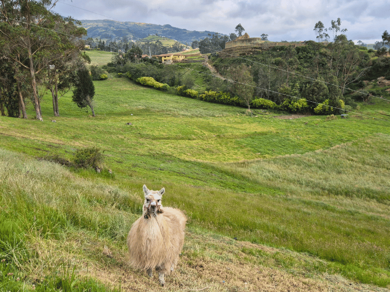 Lama bei den Ruinen von Ingapirca