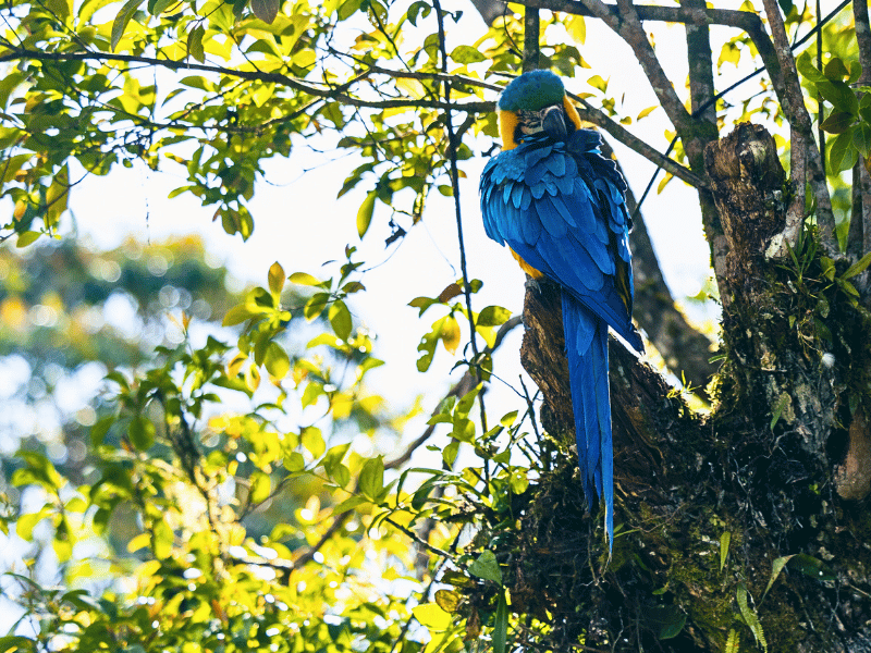 Blauer Ara im Dschungel von Ecuador