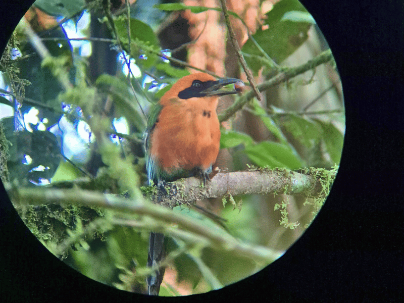 Motmot im Nebelwald von Mindo