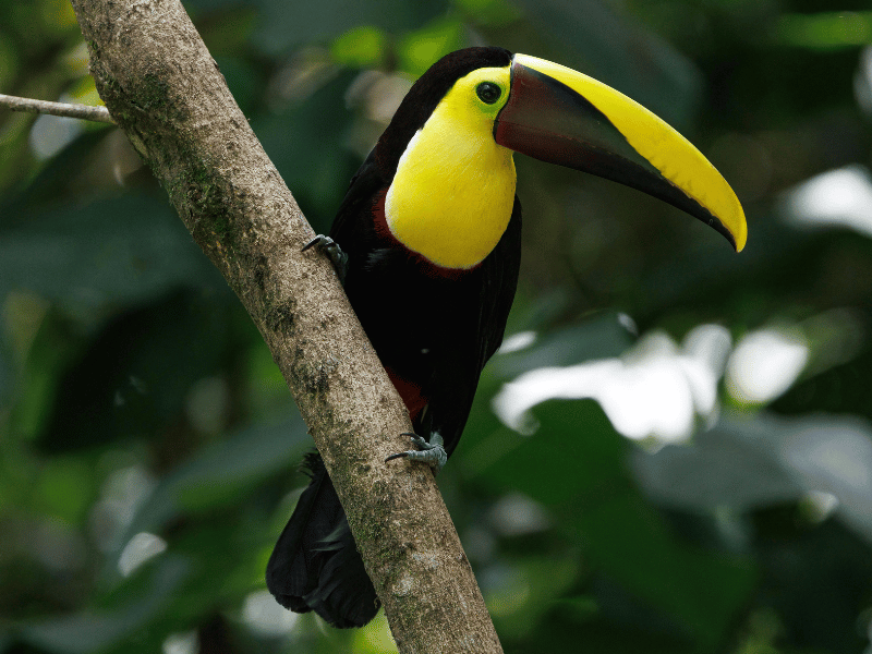 Tukan im Nebelwald von Mindo