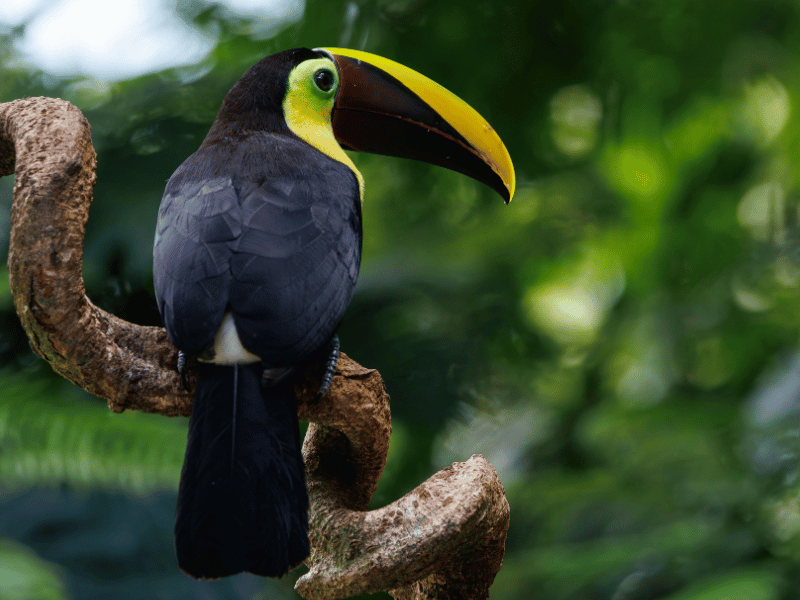 Tukan im Nebelwald von Mindo