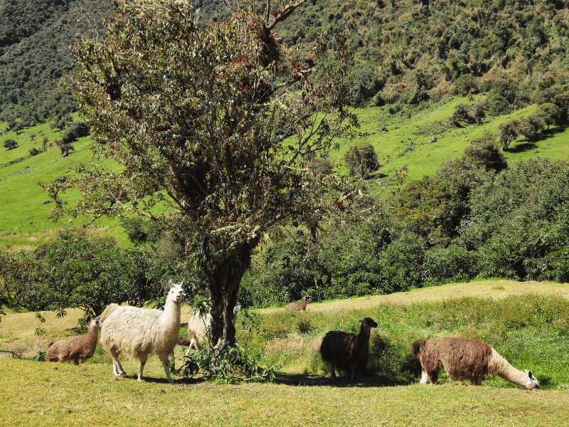 Lamas in Papallacta