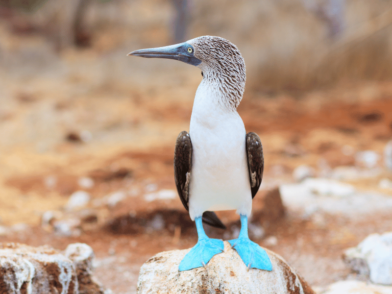 Blaufußtölpel auf Galapagos