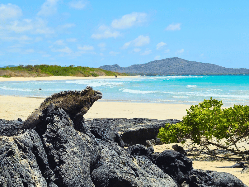 Meeresiguana auf Isabela, Galapagos