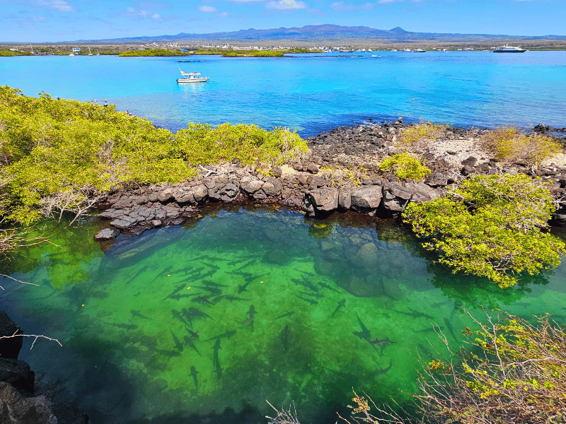 Verborgene Bucht bei Puerto Ayora, Santa Cruz