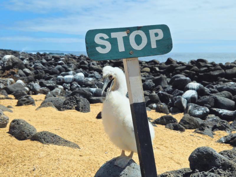 Junger Vogel mit Stop-Schild auf Galapagos