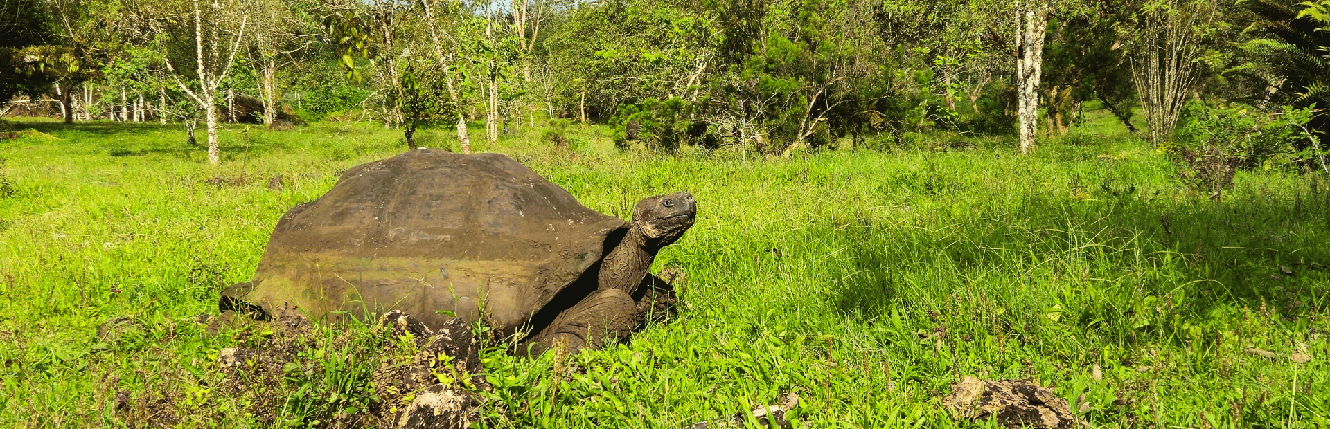 Riesenschildkröte im Hochland von Santa Cruz
