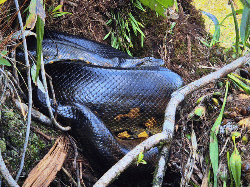 Anakonda im Cuyabeno Park in Ecuador