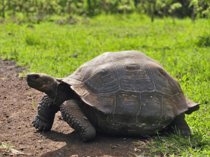 Riesenschildkröte auf Santa Cruz