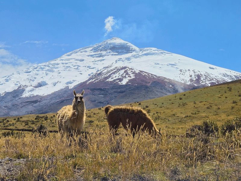 Zwei Lamas vor dem schneebedeckten Vulkan Cotopaxi