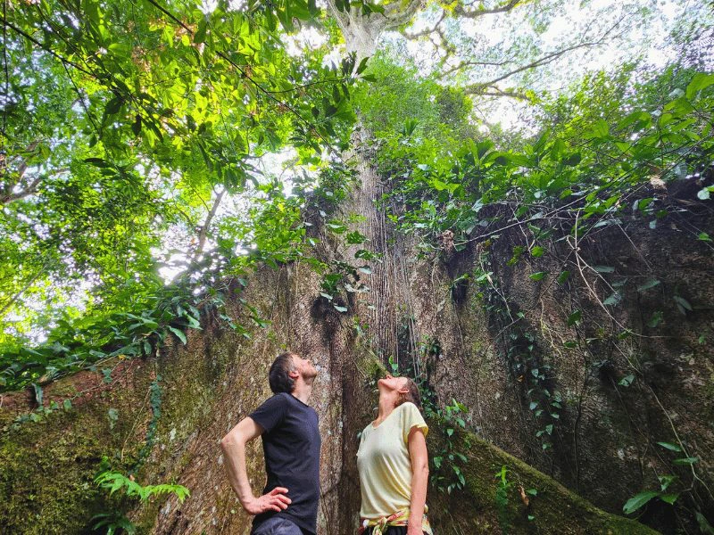 Mann und Frau vor riesigem Baum im Dschungel Ecuadors