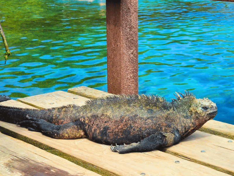 Iguana auf Isabela auf Galapagos in Ecuador