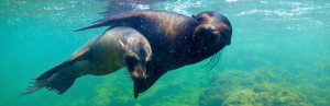 Seeloewen auf Isabela auf Galapagos in Ecuador