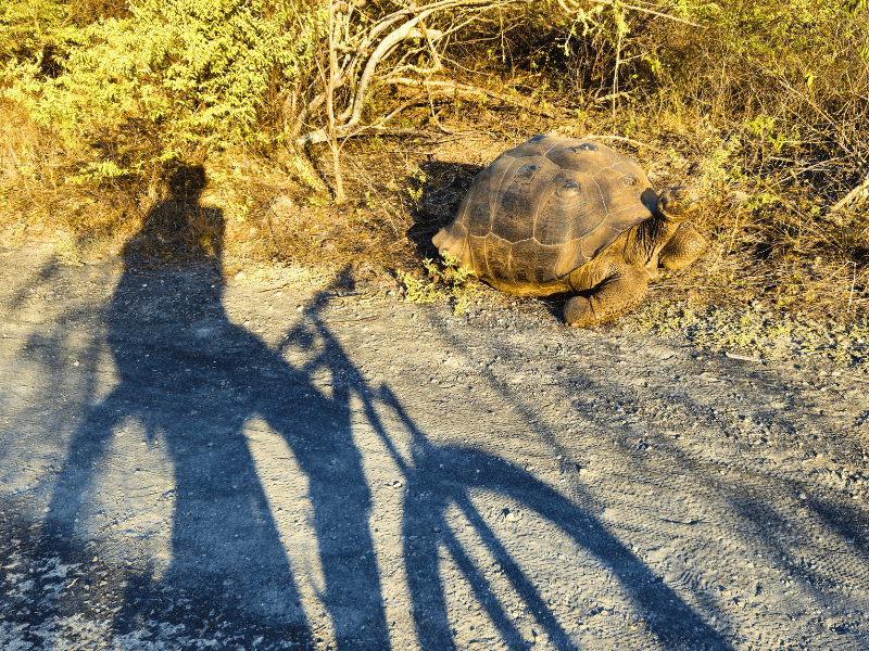 Fahrradtour mit Schildkroete auf Isabela auf Galapagos in Ecuador