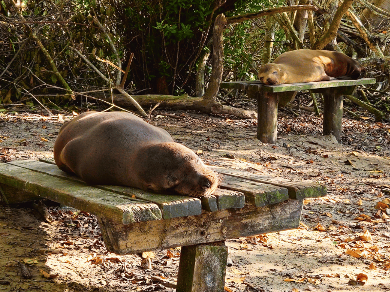Seeloewen auf Isabela auf Galapagos in Ecuador