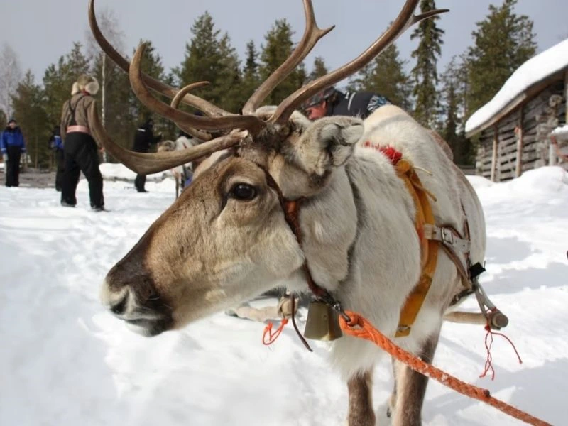 Rentier in Lappland