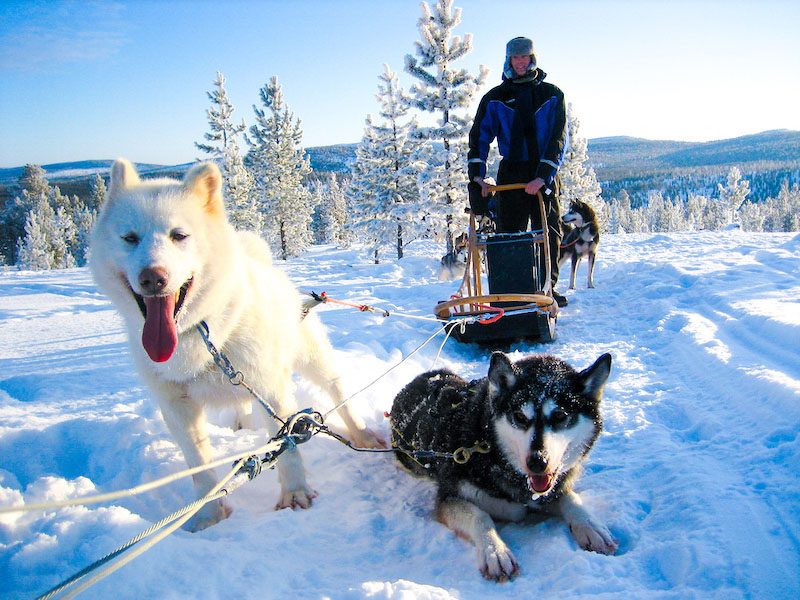 Reisende bei einer Huskysafari