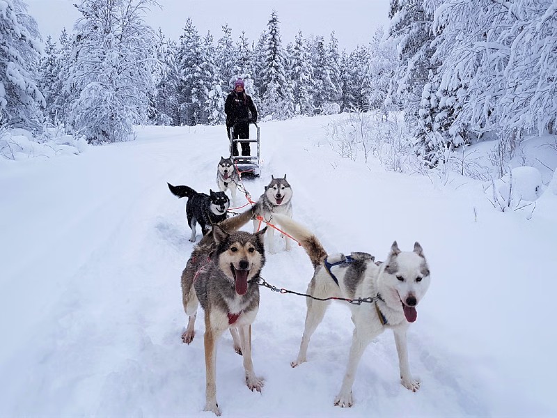 Reisender bei Huskyschlittenfahrt in Lappland