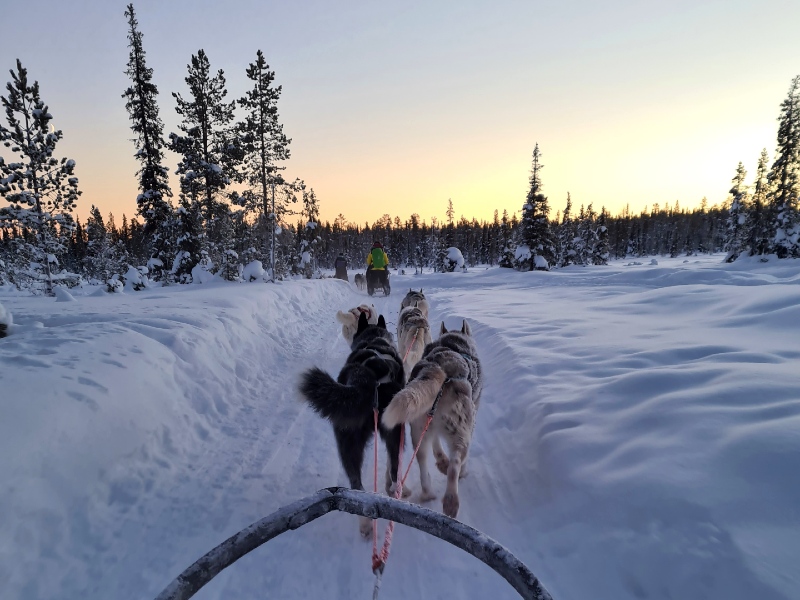 Blick aus dem Huskyschlitten in Paljakka
