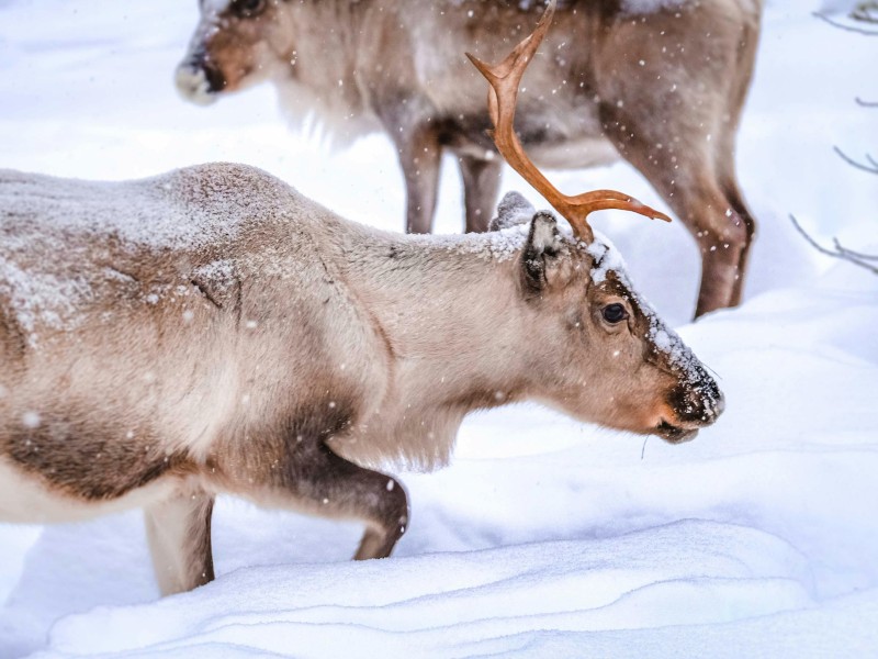 Rentiere im Schnee in Lappland