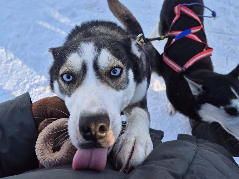 Husky in Lappand