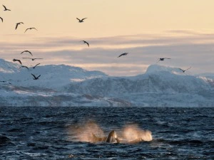 Walflosse und verschneite Berge in Norwegen
