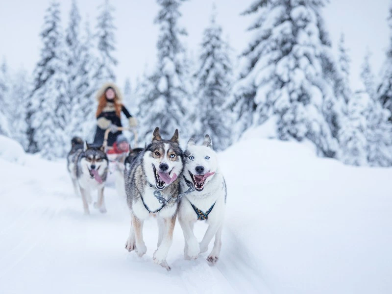 Huskyschlittenfahrt in Finnisch-Lappland