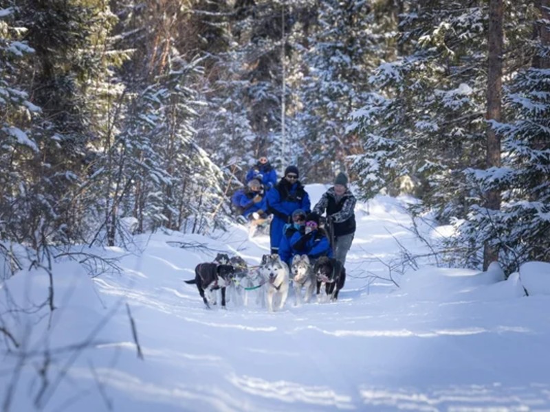 Huskysafari in Lappland