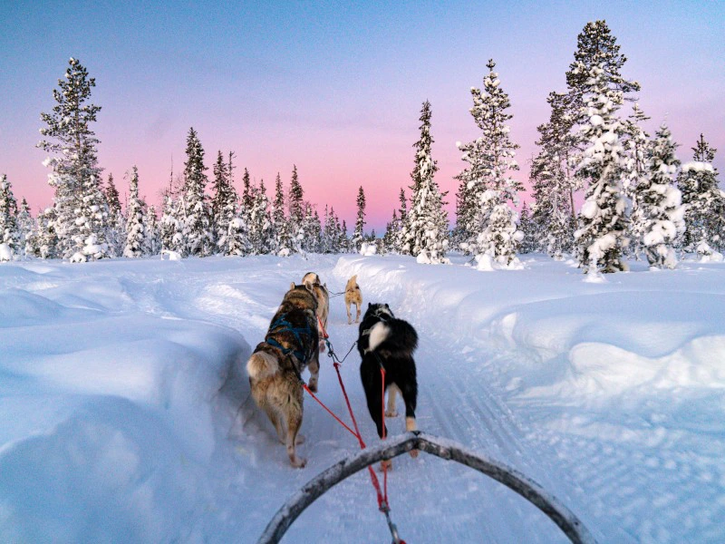 Huskies bei einer Schlittenfahrt in Schweden, Lappland