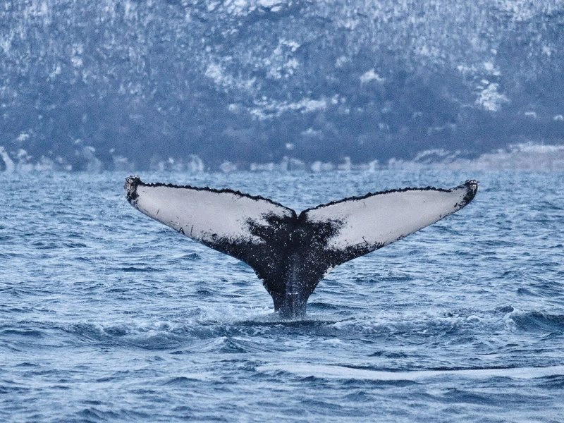 Walflosse in Norwegen