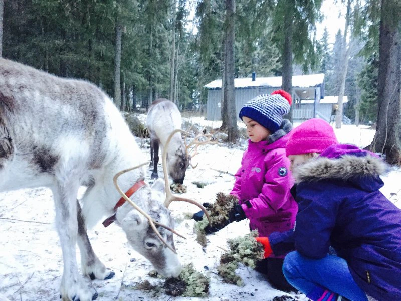 Kinder mit Rentieren in Lappland
