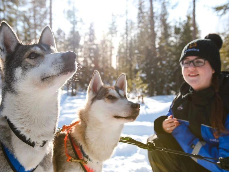 Reisende mit Huskys in Lappland
