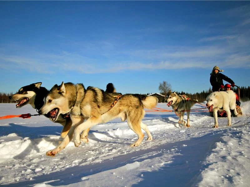 Huskytour in Lappland