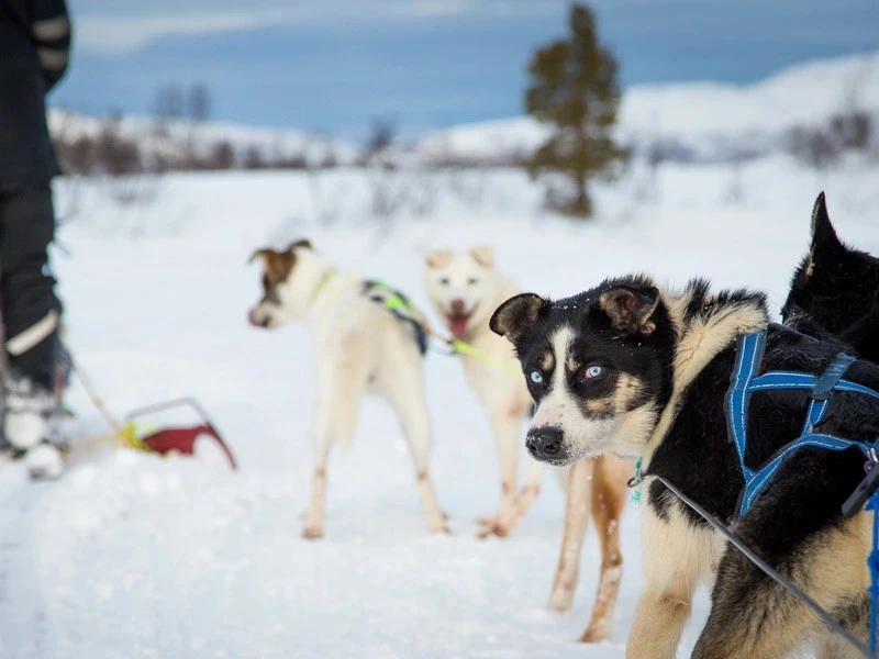Huskys in Lappland