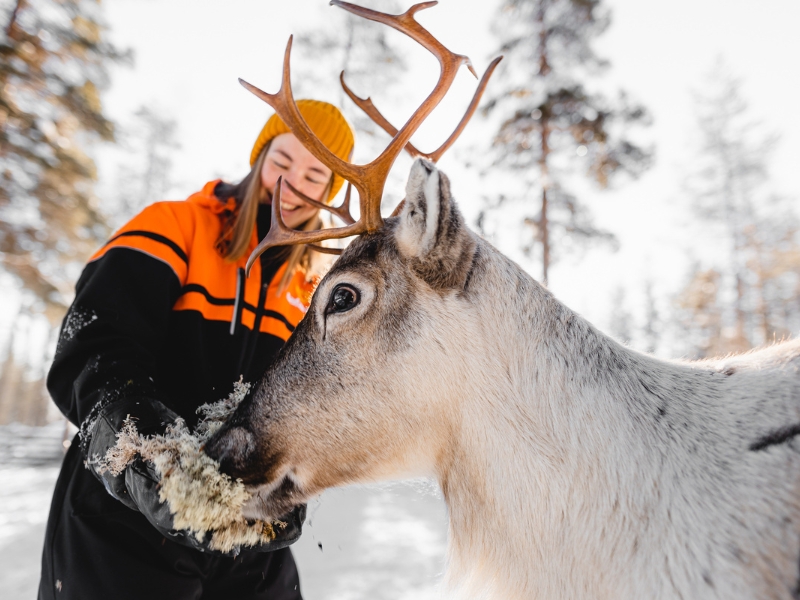 Rentiere füttern in Lappland