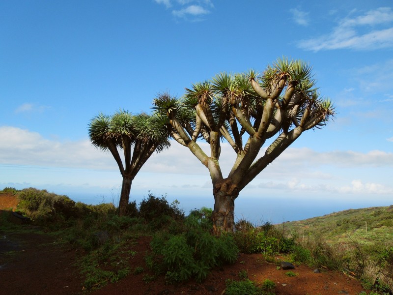 Drachenbäume in La Palma, Spanien