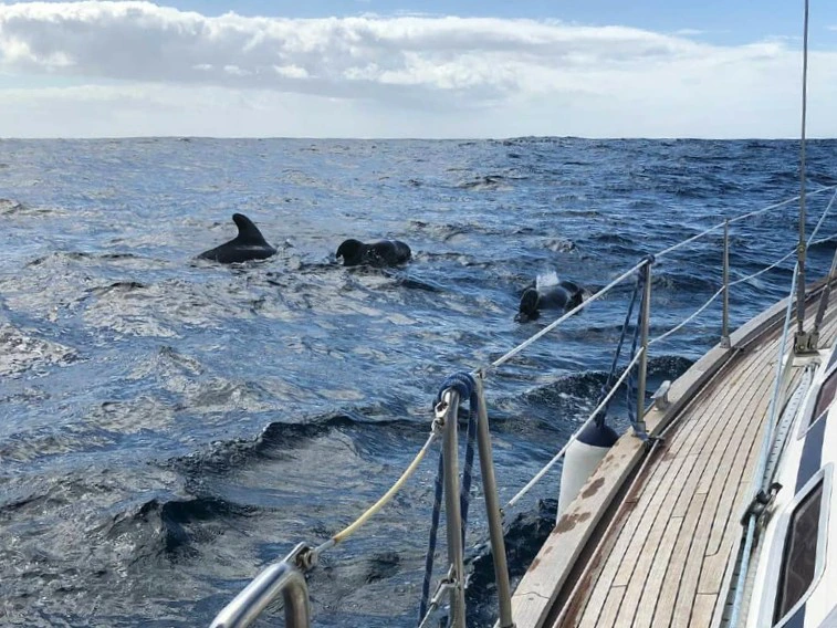 Delfinbeobachtungstour an der Costa de la Luz, Spanien