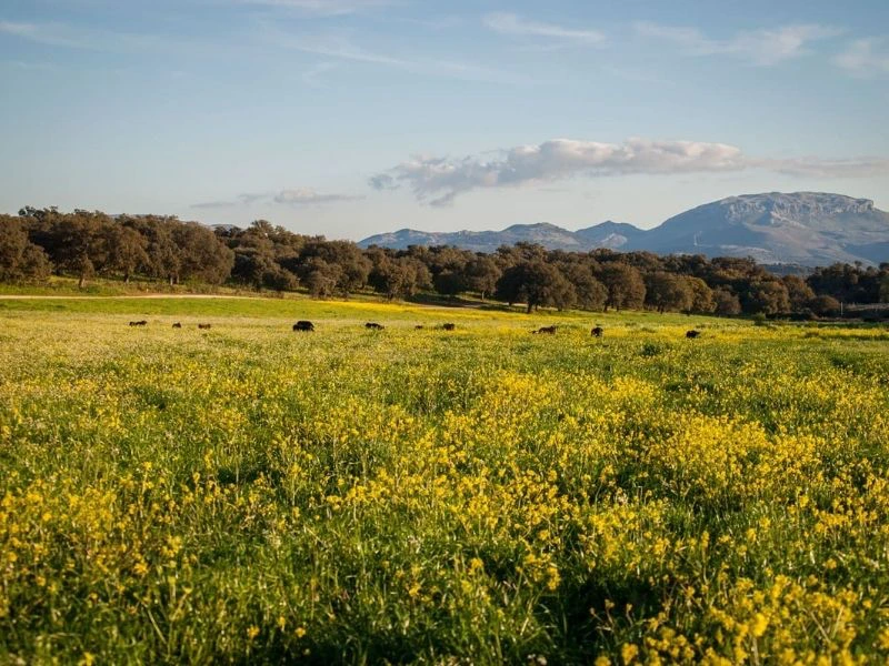 Reservaturo Farm bei Ronda, Spanien