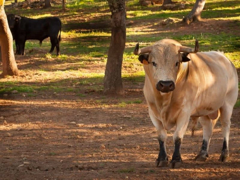 Stier auf der Reservaturo Farm bei Ronda, Spanien